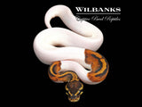 Pied 100% Het. Lavender Albino Ball Python ♂ '26