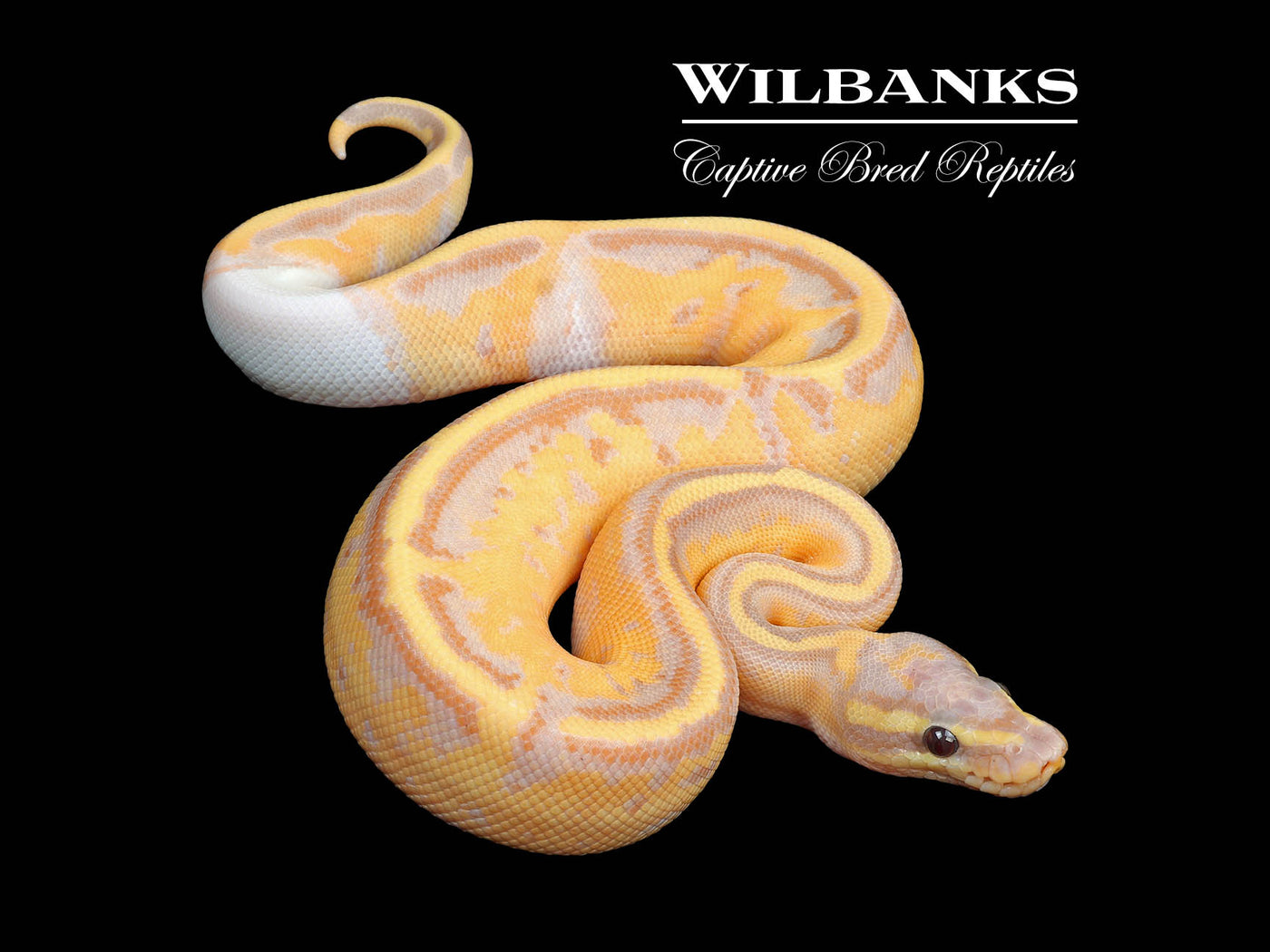 Banana Mahogany Pied Ball Python ♂ '24