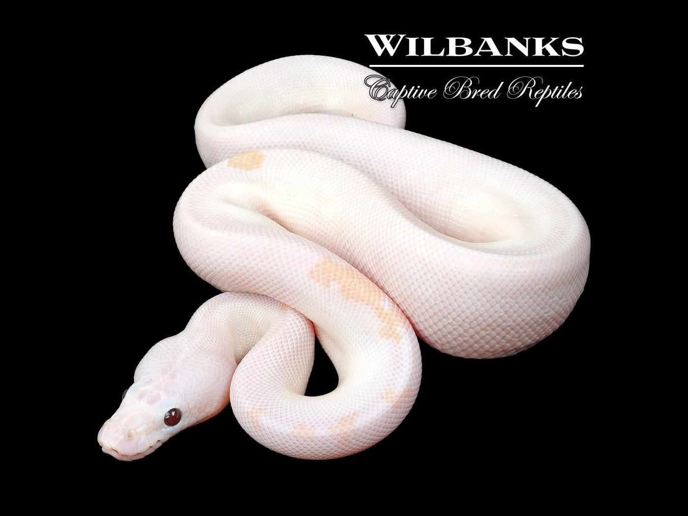 Banana Super Fire Ball Python ♂ '24