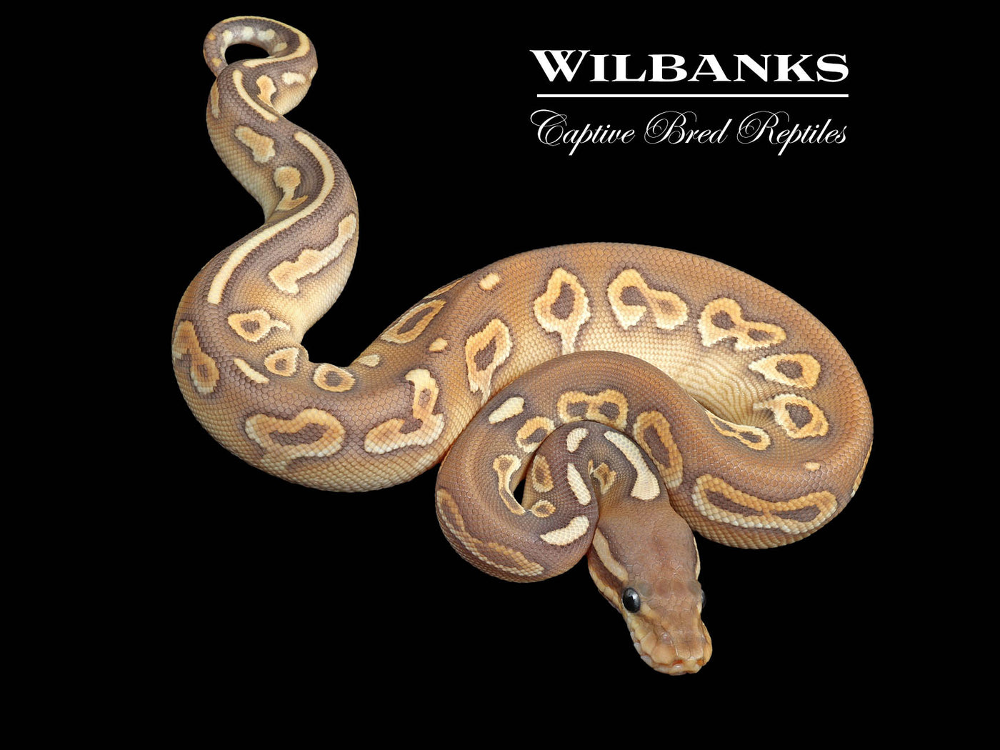 Orange Crush Black Pastel Butter Yellow Belly Ball Python ♀ '24