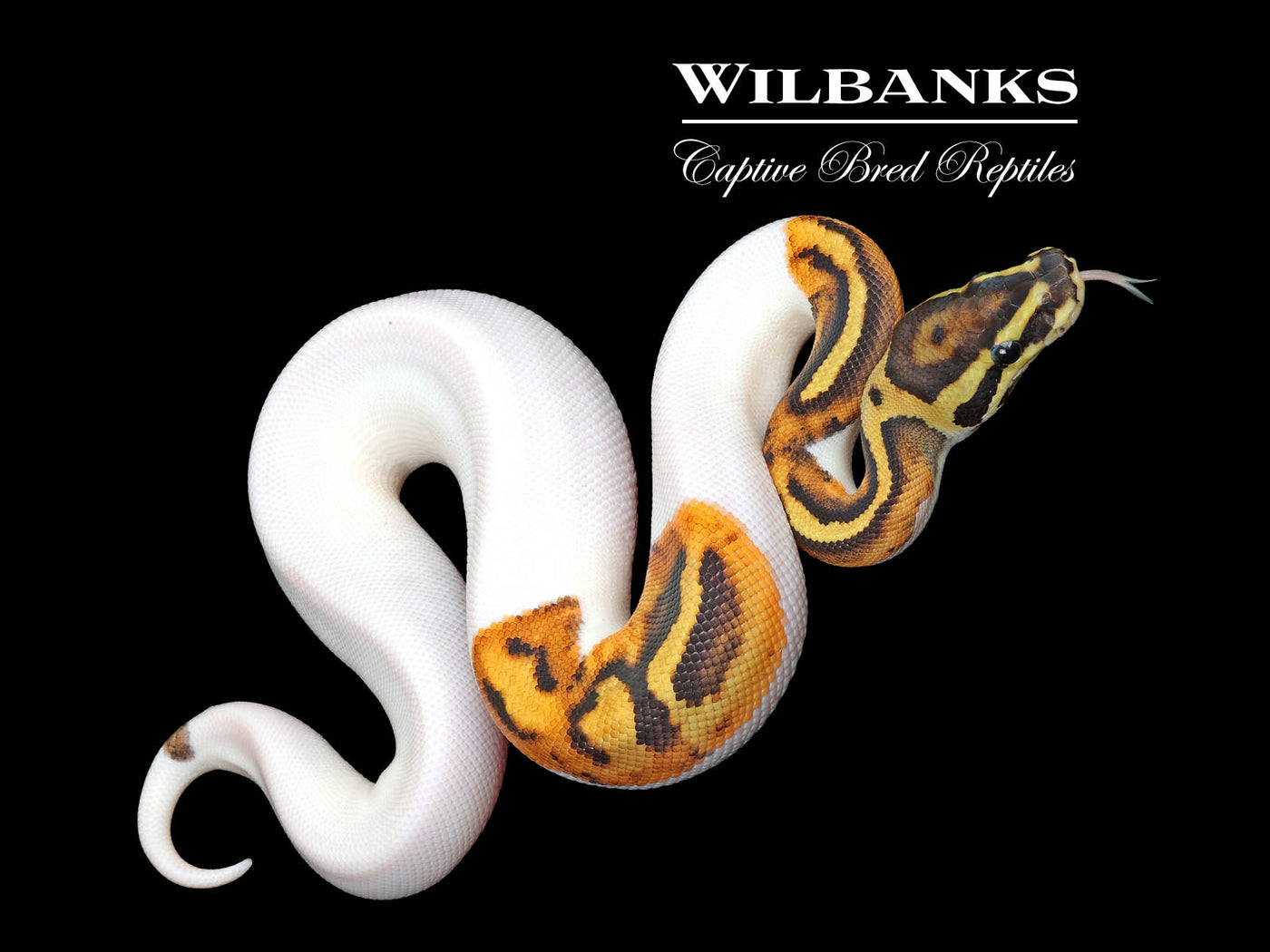Fire Pied Ball Python ♀ '25