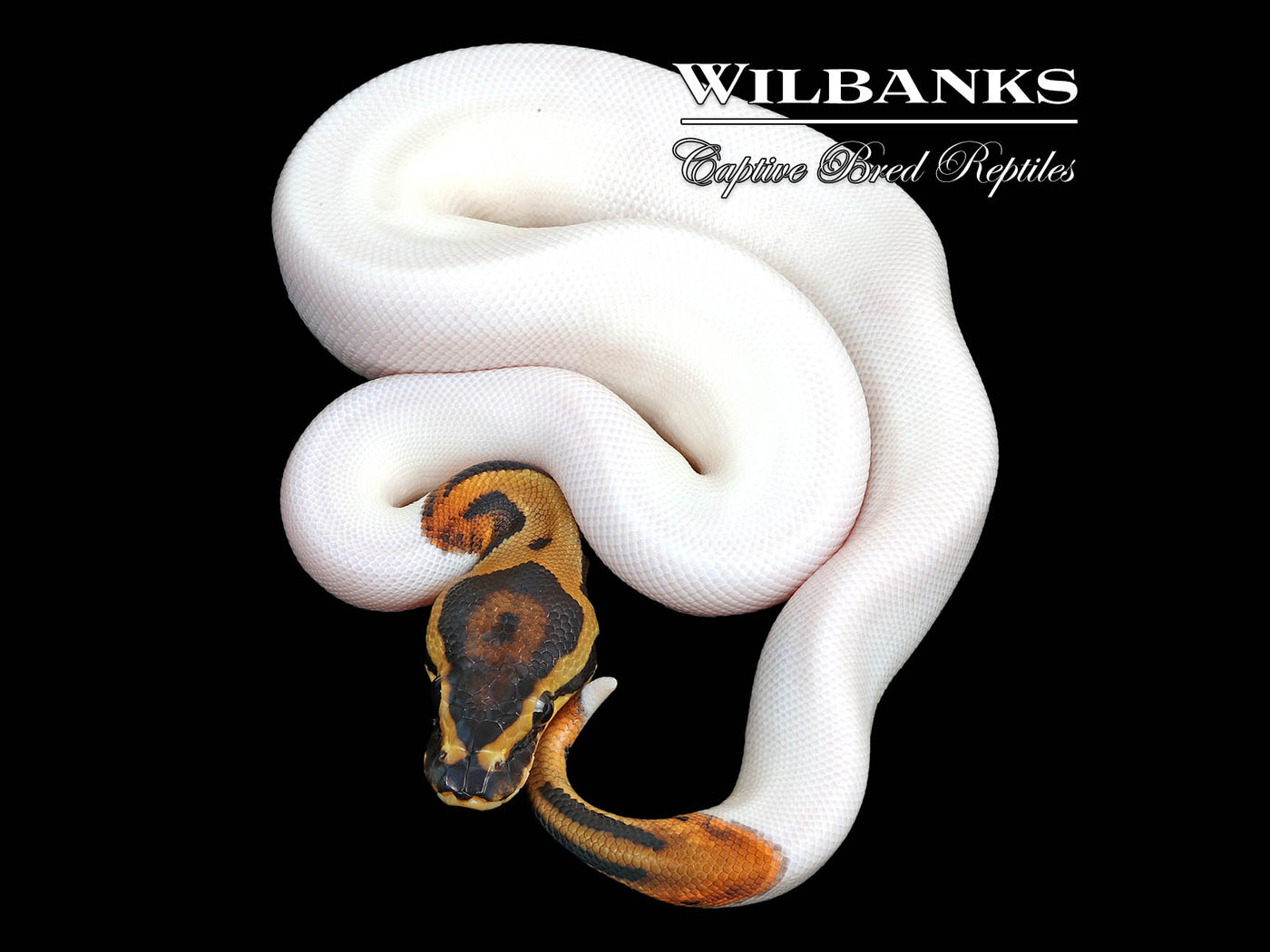 Pied 100% Het. Clown Ball Python ♂ '25