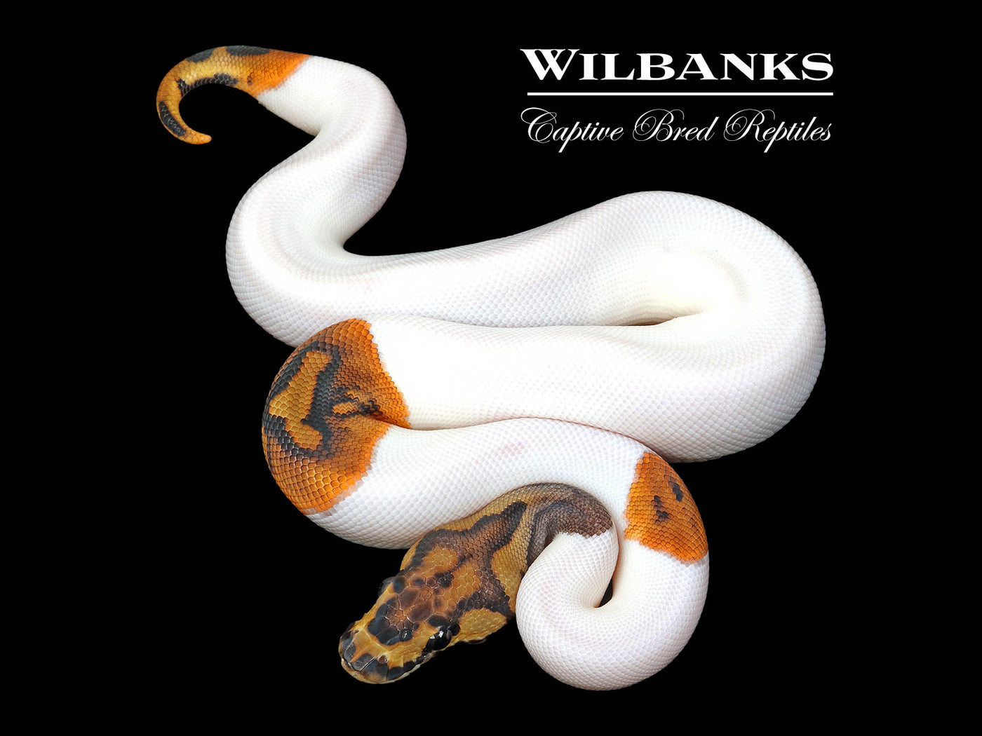 Clown Pied Ball Python ♀ '25