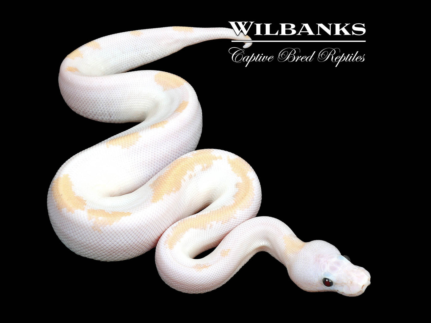Super Fire Ball Python ♀ '25