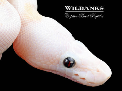 Super Fire Ball Python ♀ '25
