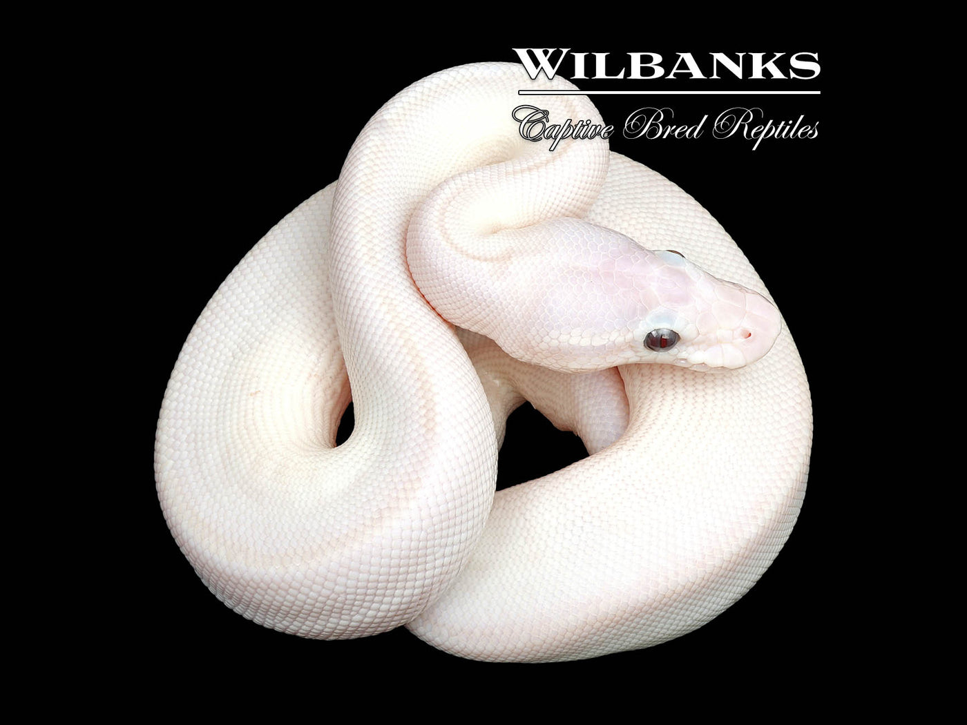 Banana Blue Eyed Leucistic (Mojave Mocha) Ball Python ♂ '25