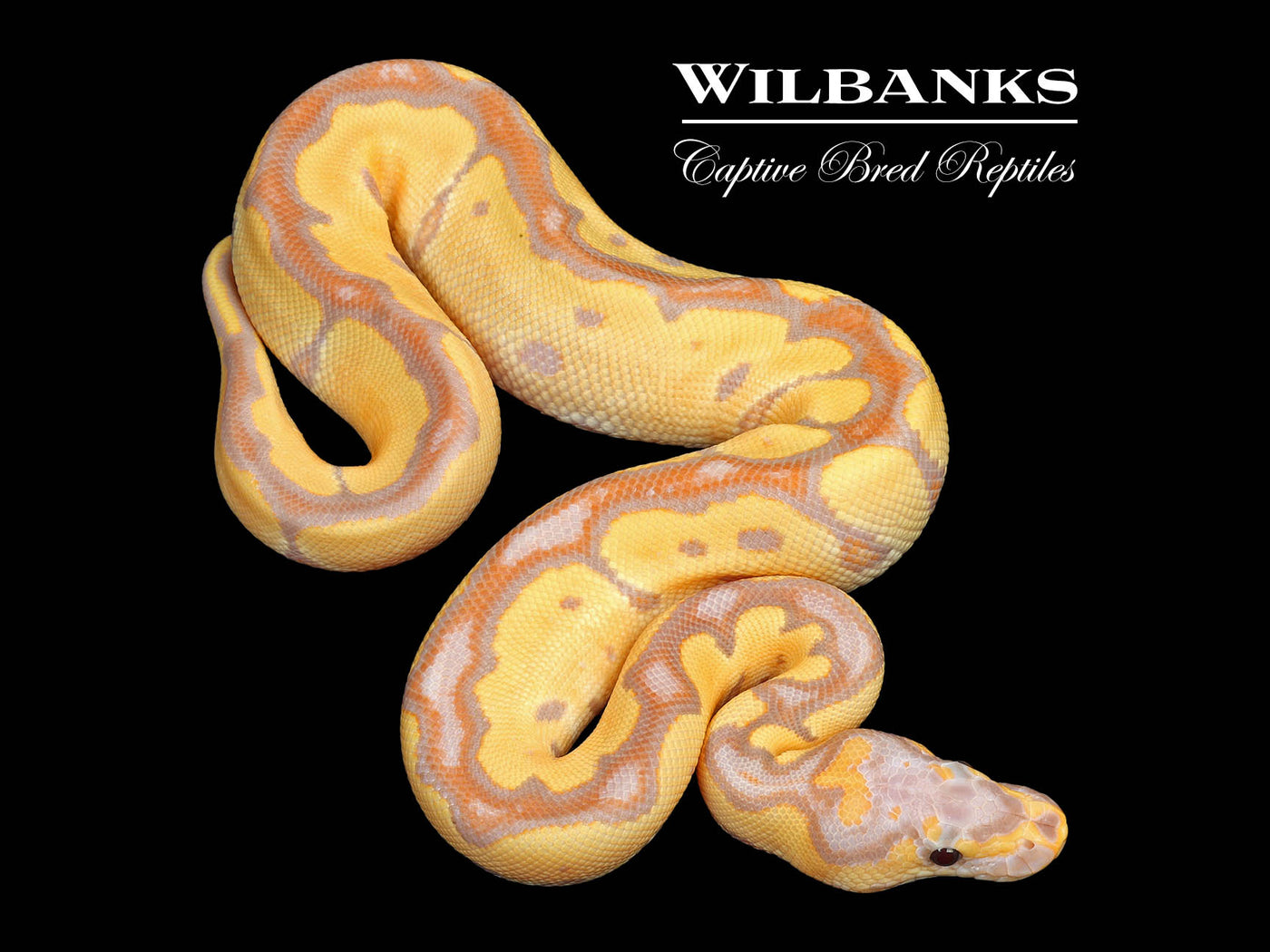 Banana Clown Ball Python ♂ '25