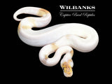 Paradox Blue Eyed Leucistic Clown Ball Python ♀ '25