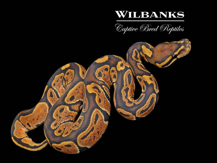 Orange Crush Ball Python ♂ '26