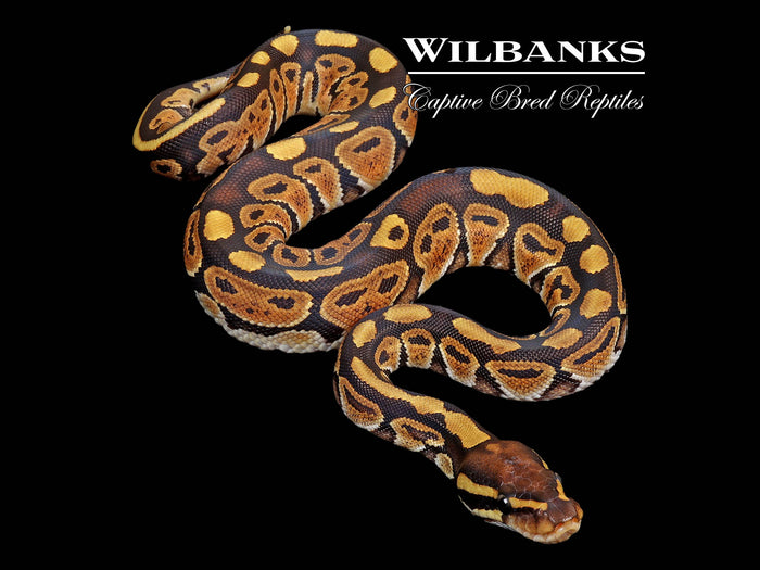 Russo Ball Python ♀ '26
