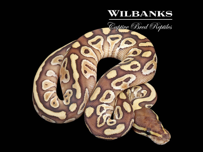 Butter Ball Python ♀ '26