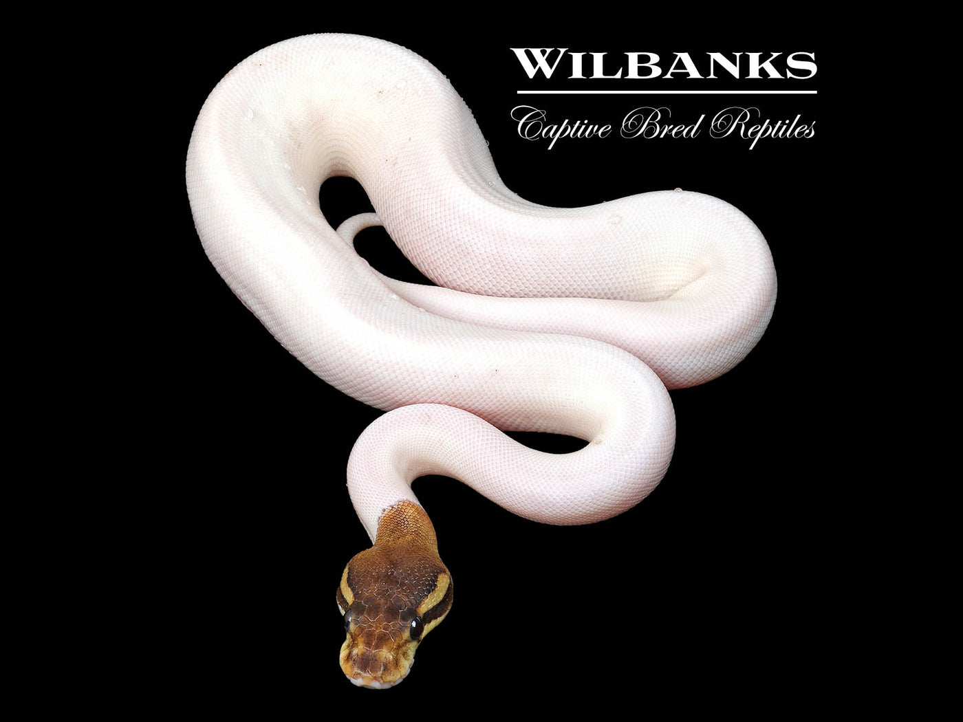 Cinnamon Pied Ball Python♀ '24