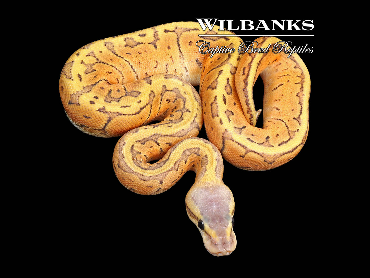 Lemon Blast Orange Crush Ball Python ♀ '24