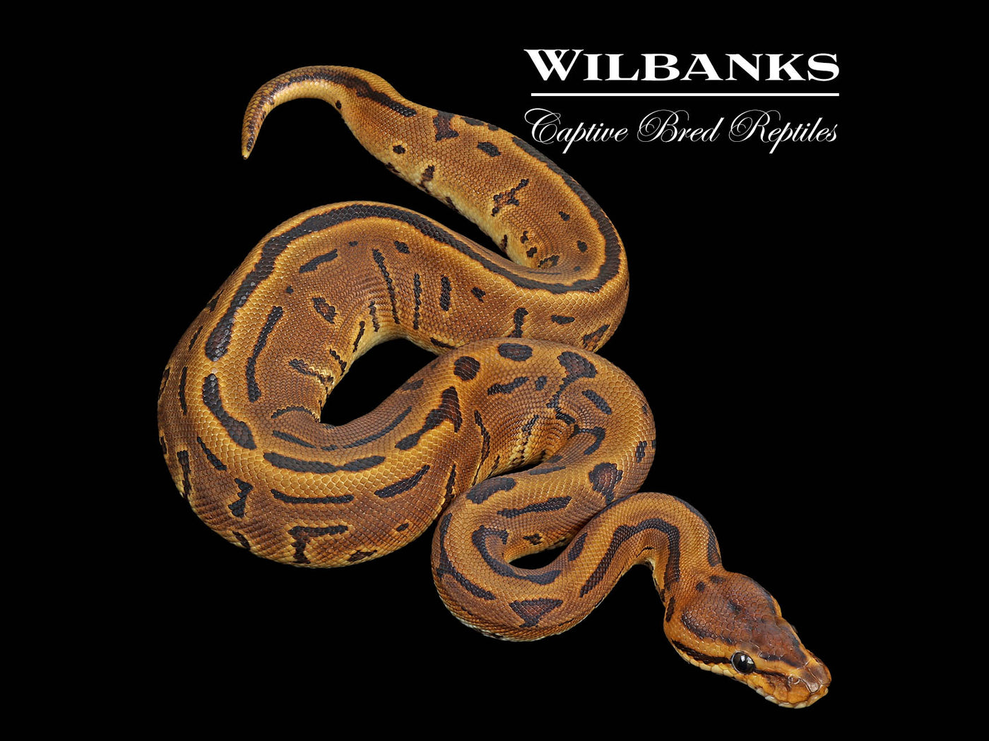 Leopard Pinstripe 100% Het. Orange Crush Ball Python ♂ '24