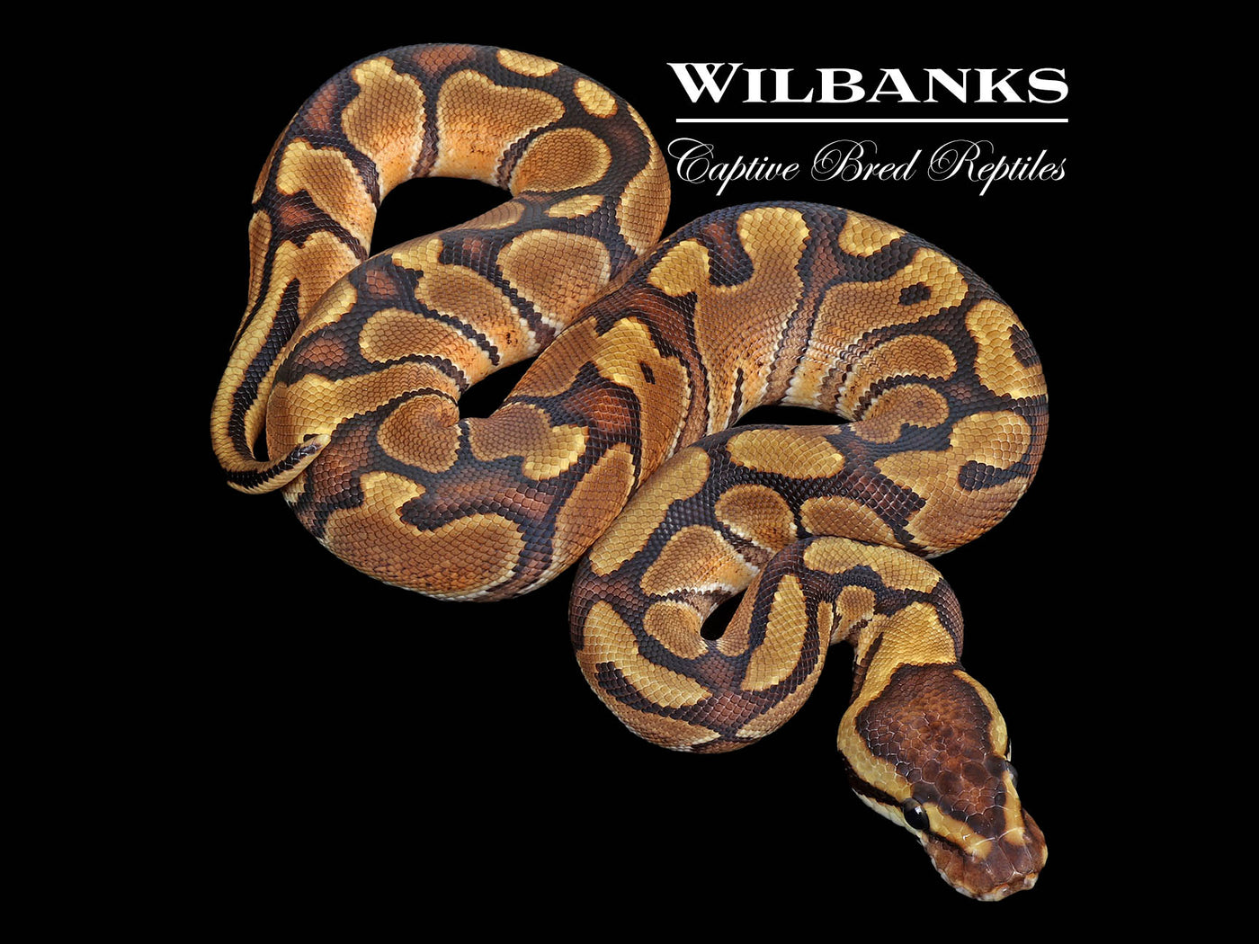 Red Stripe Enchi Ball Python ♂ '25