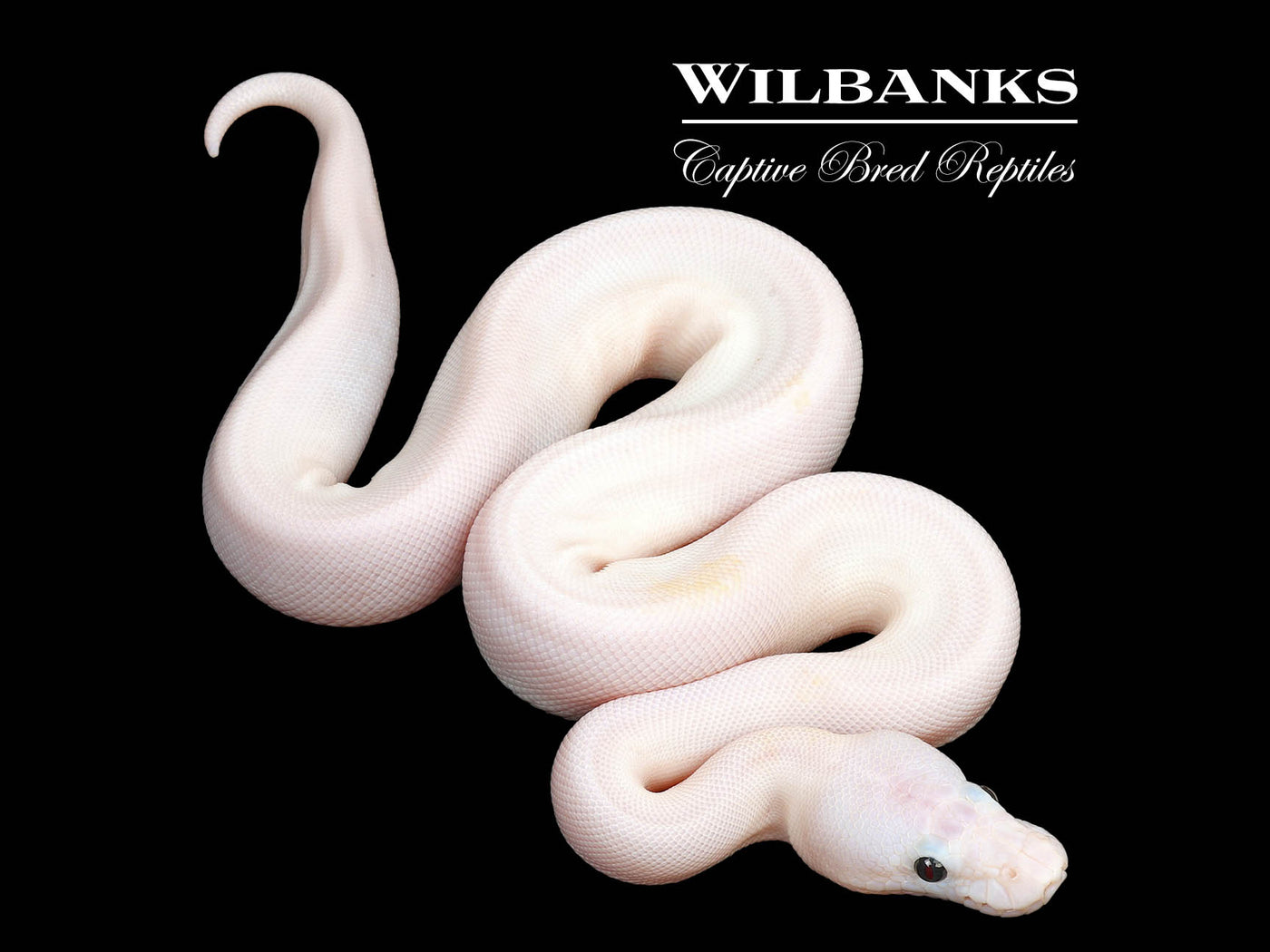Super Fire Ball Python ♀ '25