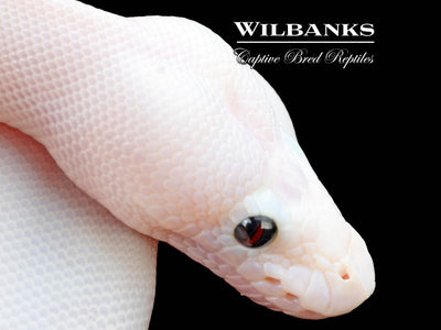 Super Fire Ball Python ♀ '25