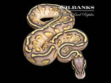 GHI Super Asphalt Pastel Butter Ball Python ♀ '25
