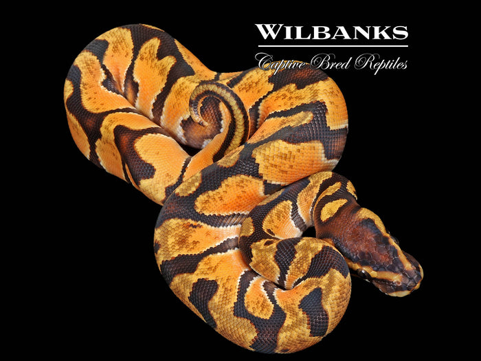 Orange Dream Enchi Ball Python ♂ '26