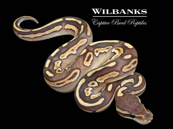 Cinnamon Mojave Ball Python ♂ '26