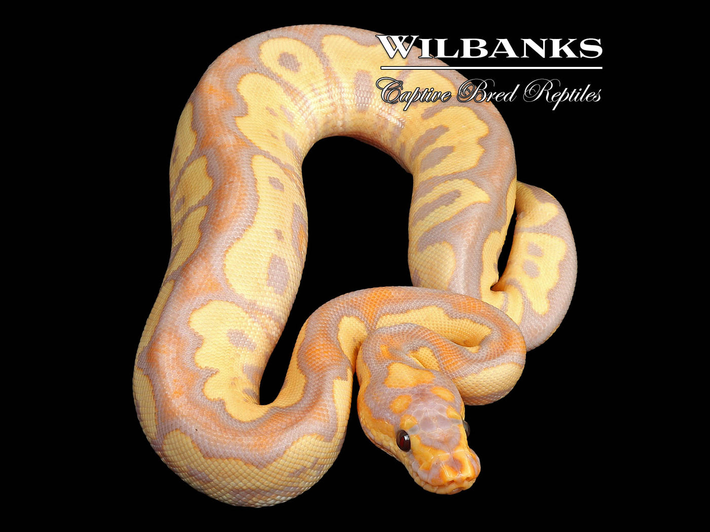 Banana Sable Clown (Female Maker) Ball Python ♂ '24