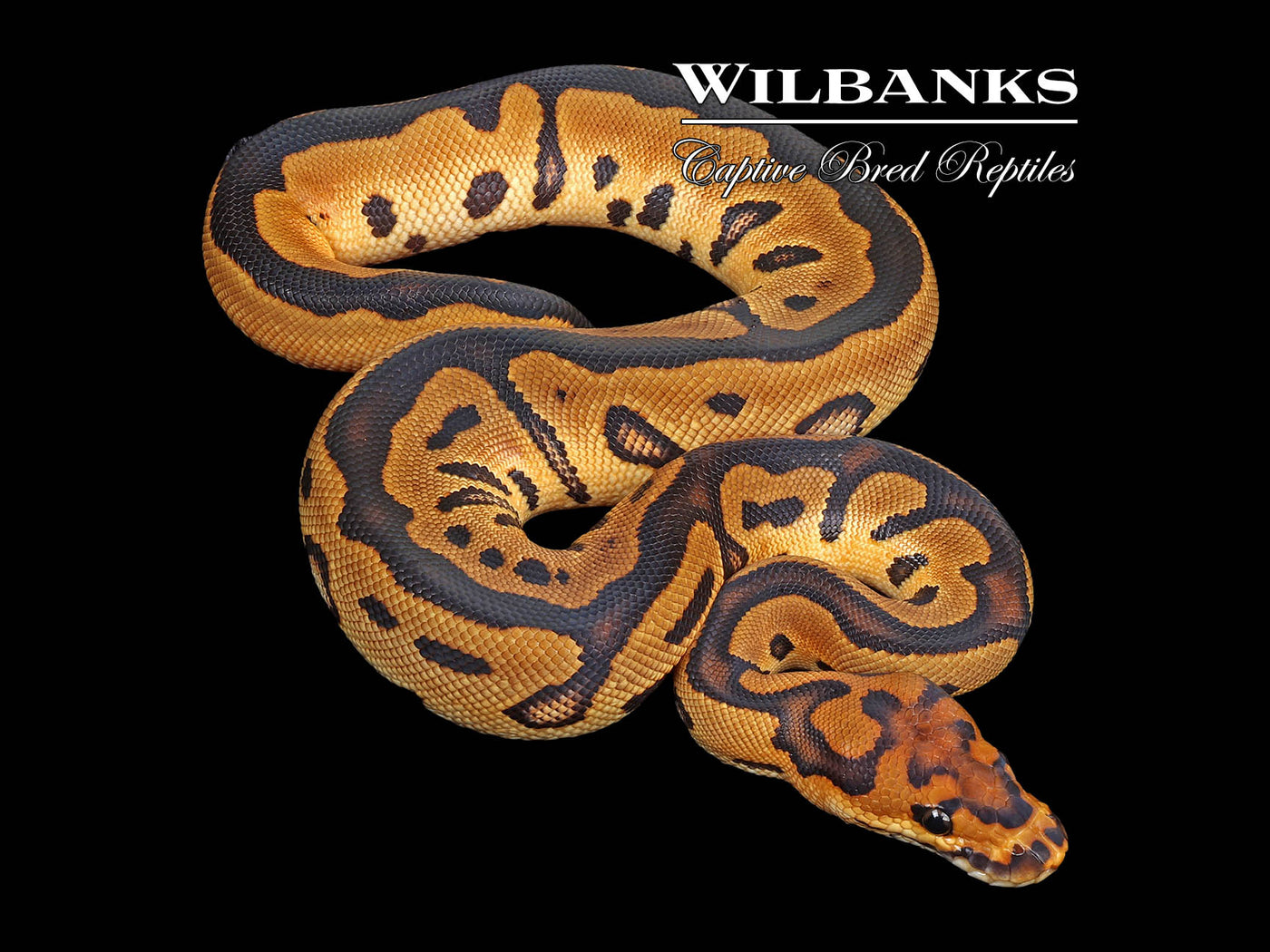 Leopard Clown Ball Python ♂ '24