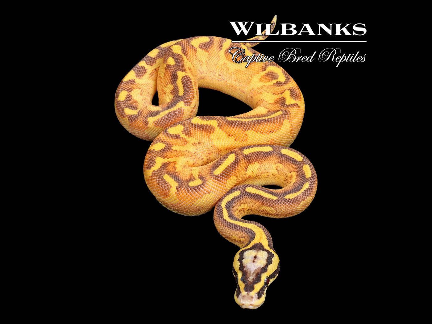Pastel Mardi Gras Ball Python ♂ '25