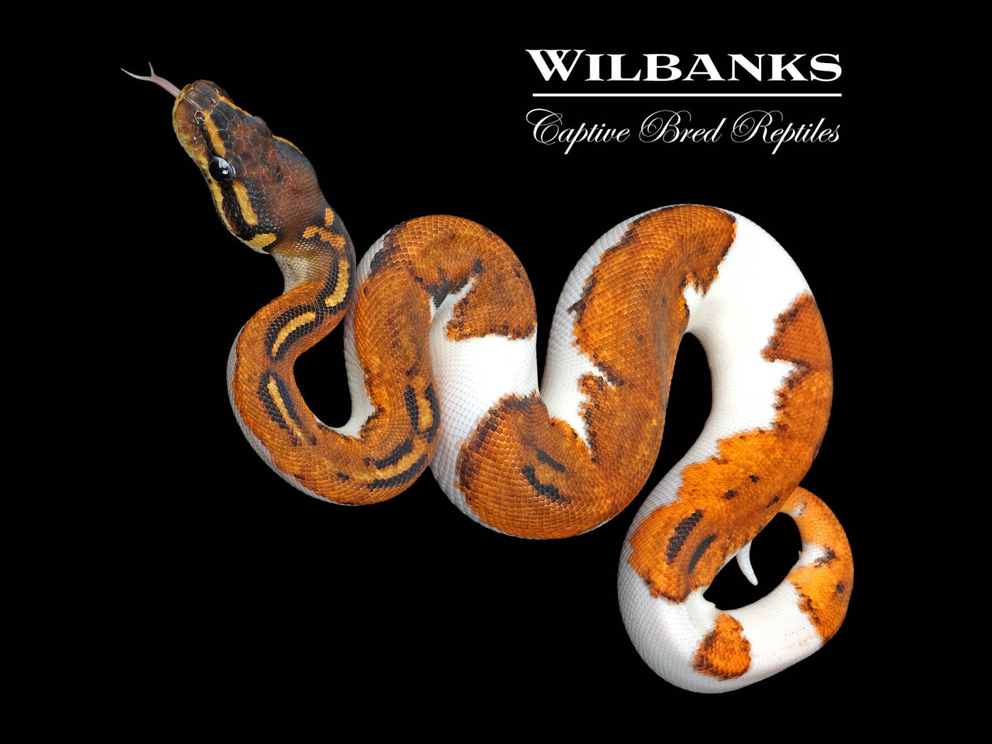 Super Blackhead Pied 100% Het. Lavender Albino Ball Python ♂ '25