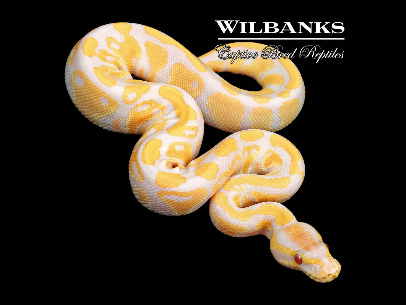 Lavender Albino 100% Het. VPI Axanthic Ball Python ♀ '24