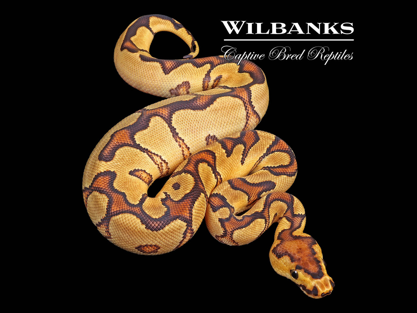 Enchi Yellow Belly Clown Ball Python ♀ '24