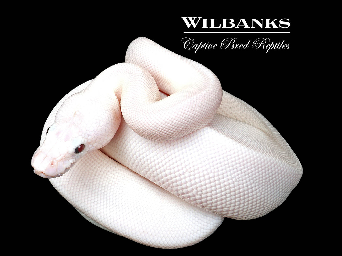 Banana Blue Eyed Leucistic (Mojave Butter) Ball Python ♂ '25