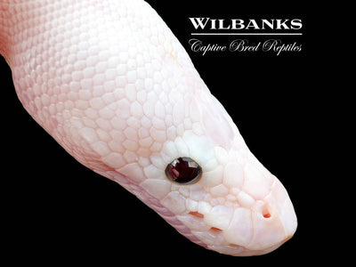 Banana Blue Eyed Leucistic (Mojave Butter) Ball Python ♂ '25
