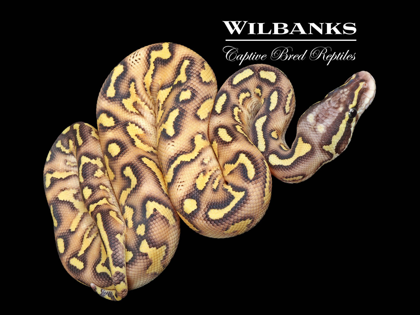 GHI Super Asphalt Pastel Ball Python ♂ '25