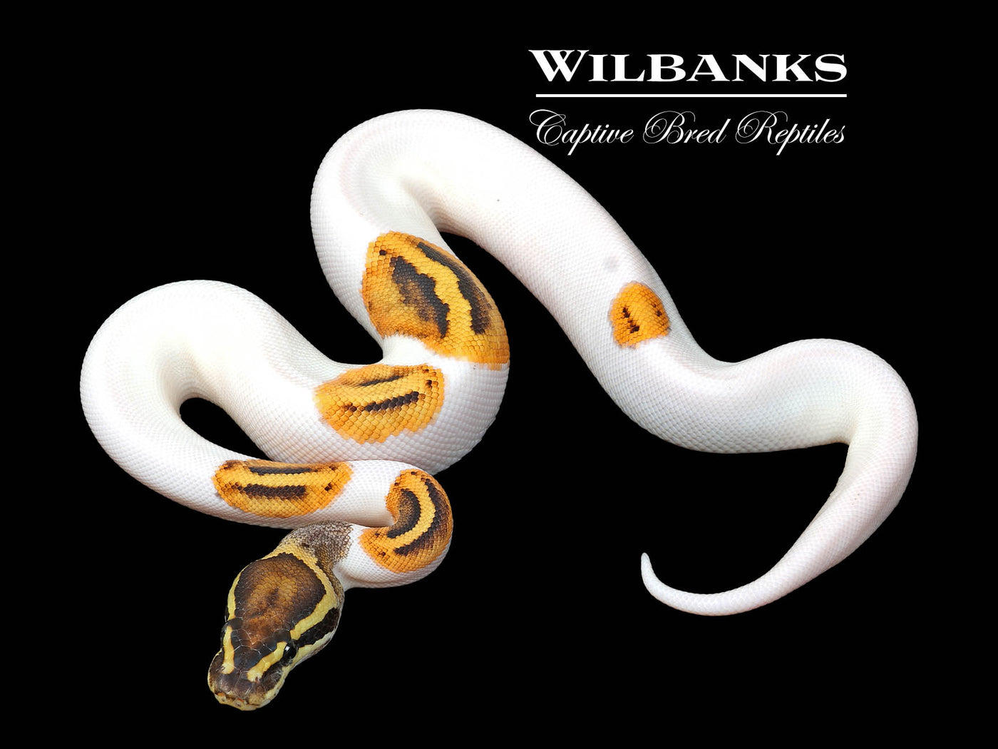 Fire Pied Ball Python ♀ '25