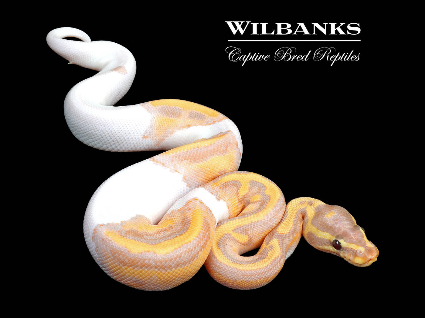 Banana Pied Ball Python ♂ '24