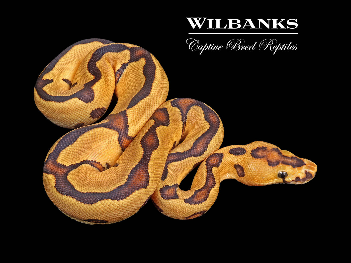 Fire Enchi Leopard Clown Ball Python ♂ '24