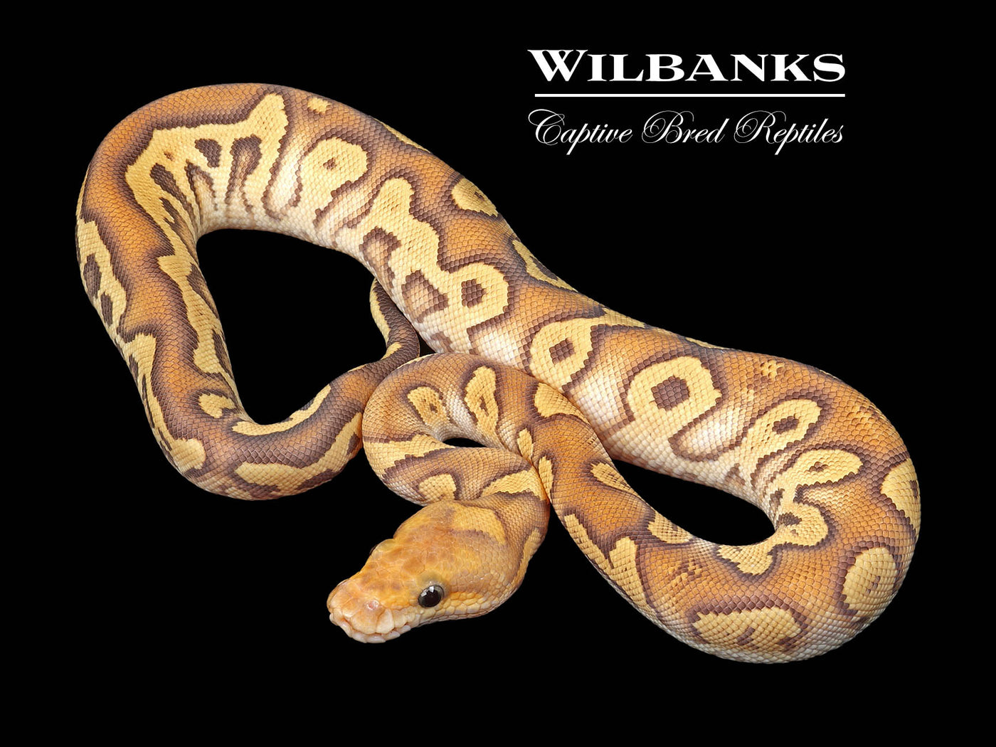 Mojave Fire Clown Ball Python ♀ '24