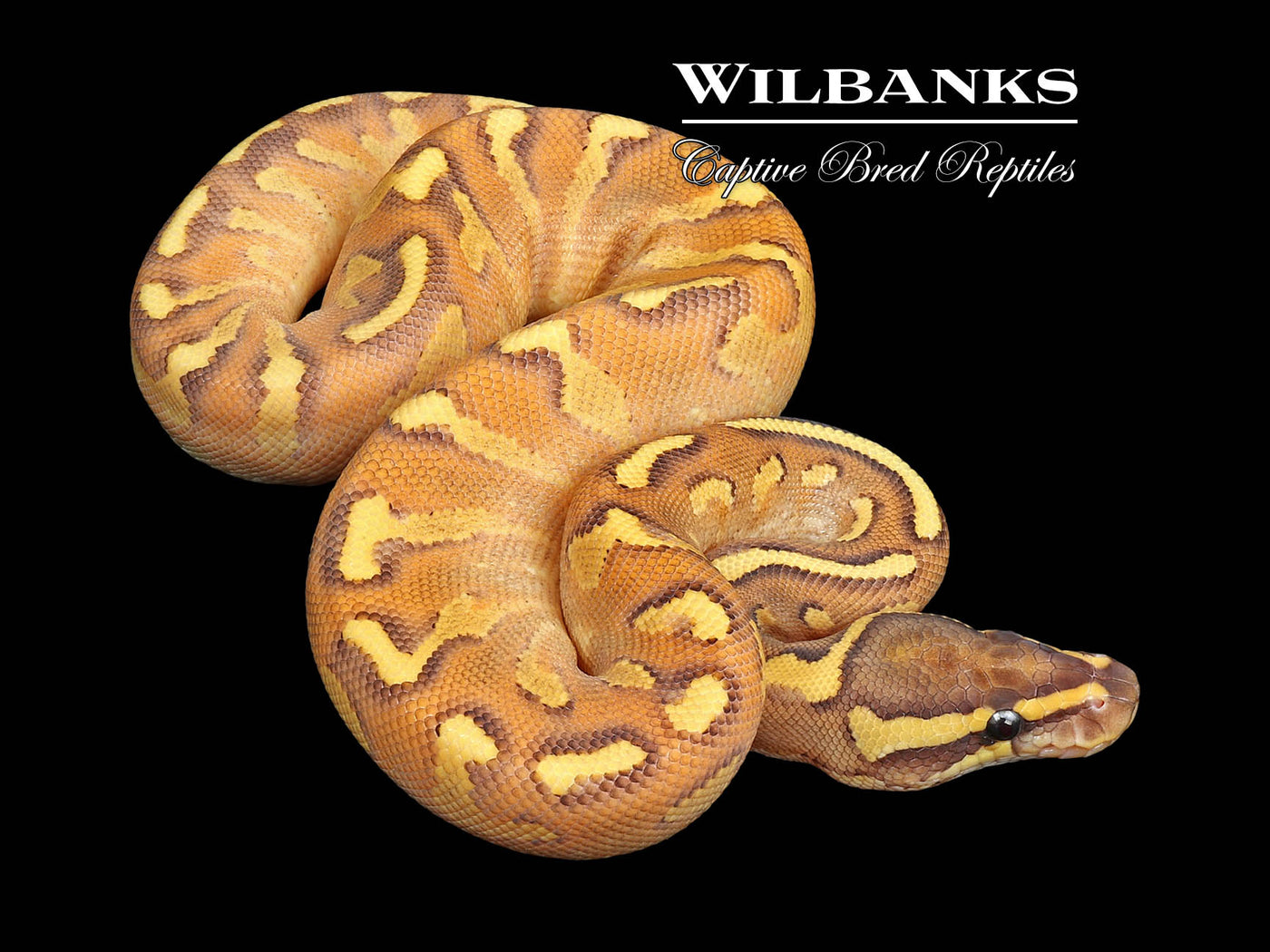 Butter Enchi Pavement Ball Python ♀ '24