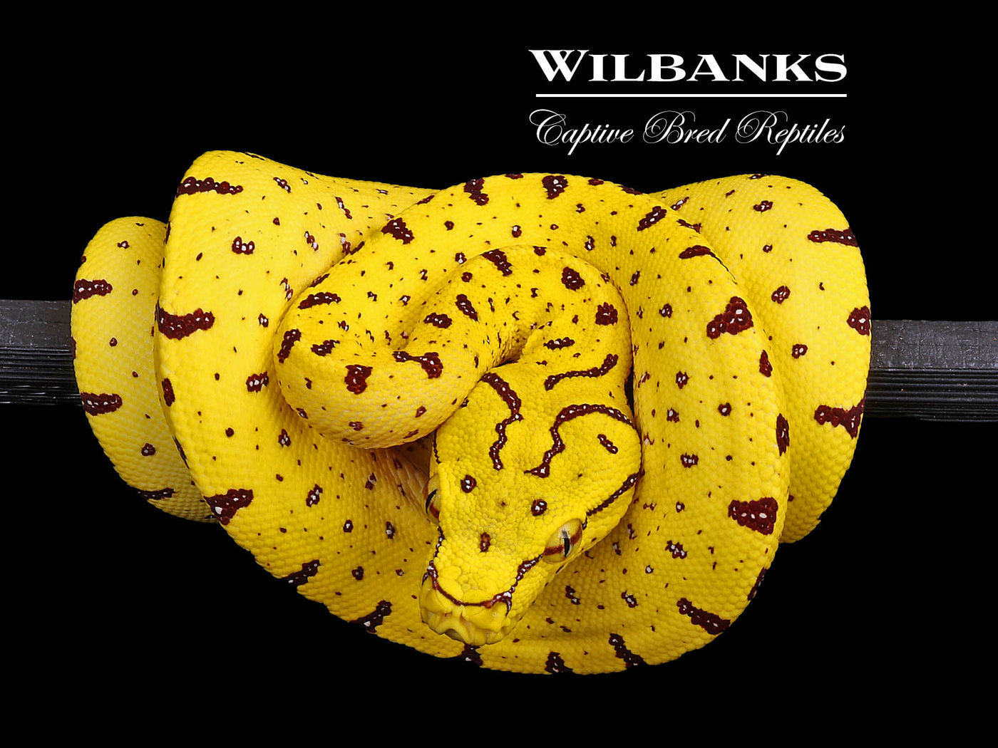 USCBB Green Tree Python (Merauke X Lereh) '24