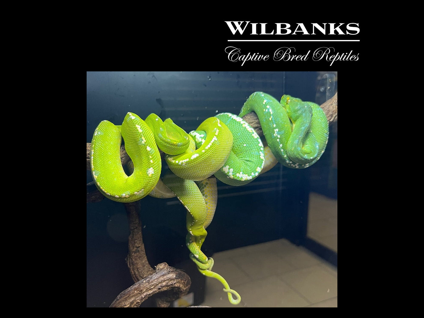 USCBB Green Tree Python (Merauke X Lereh) '24