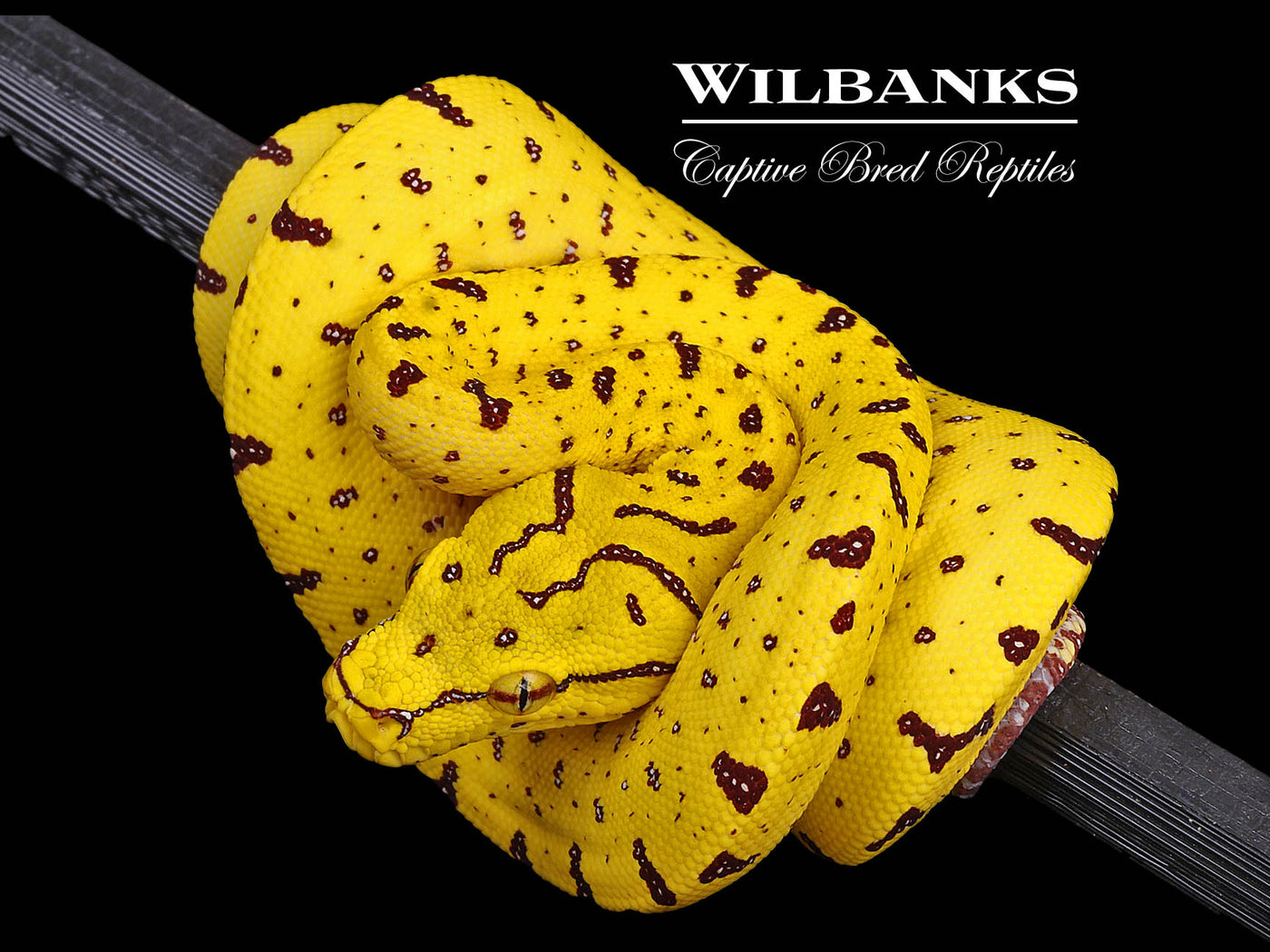 USCBB Green Tree Python (Merauke X Lereh) '24