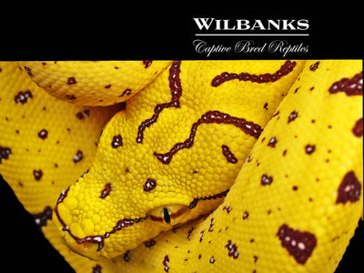 USCBB Green Tree Python (Merauke X Lereh) '24