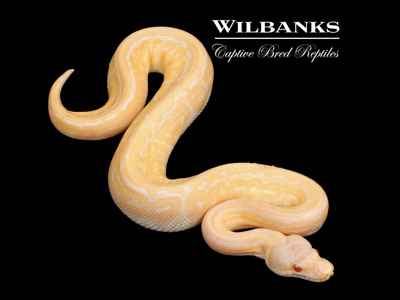 Cinnamon Pinstripe Candy Ball Python ♀ '25