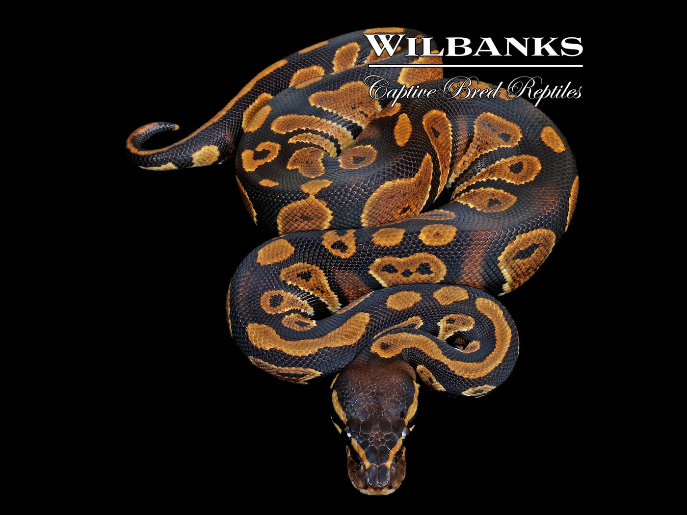 Blackhead 100% DH Lavender Pied Ball Python ♀ '25