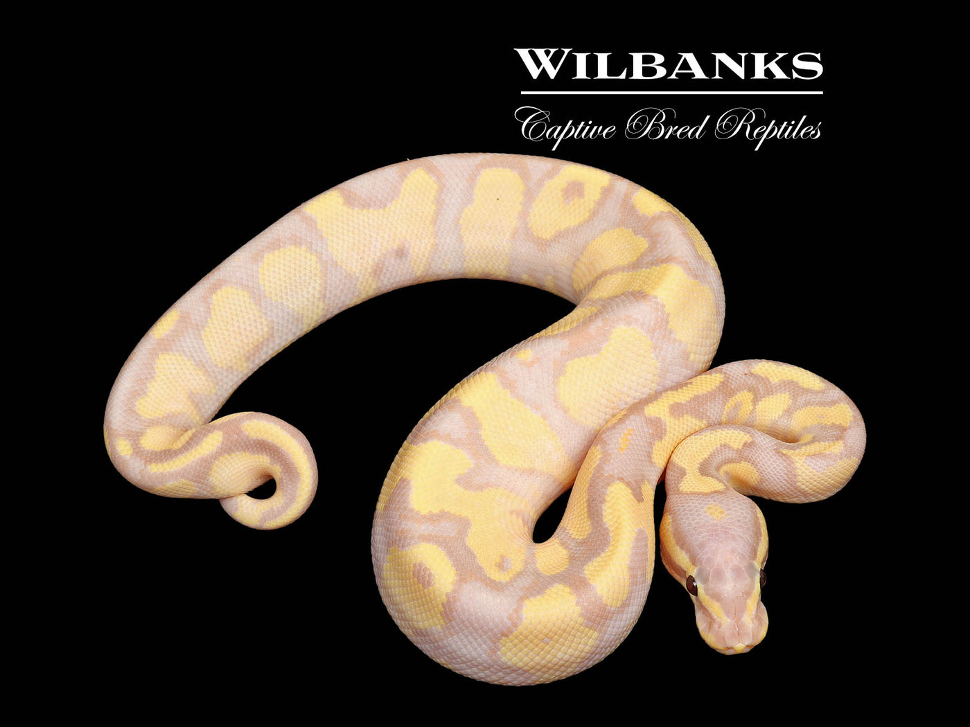 Banana FireFly Yellow Belly Ball Python ♂ '25