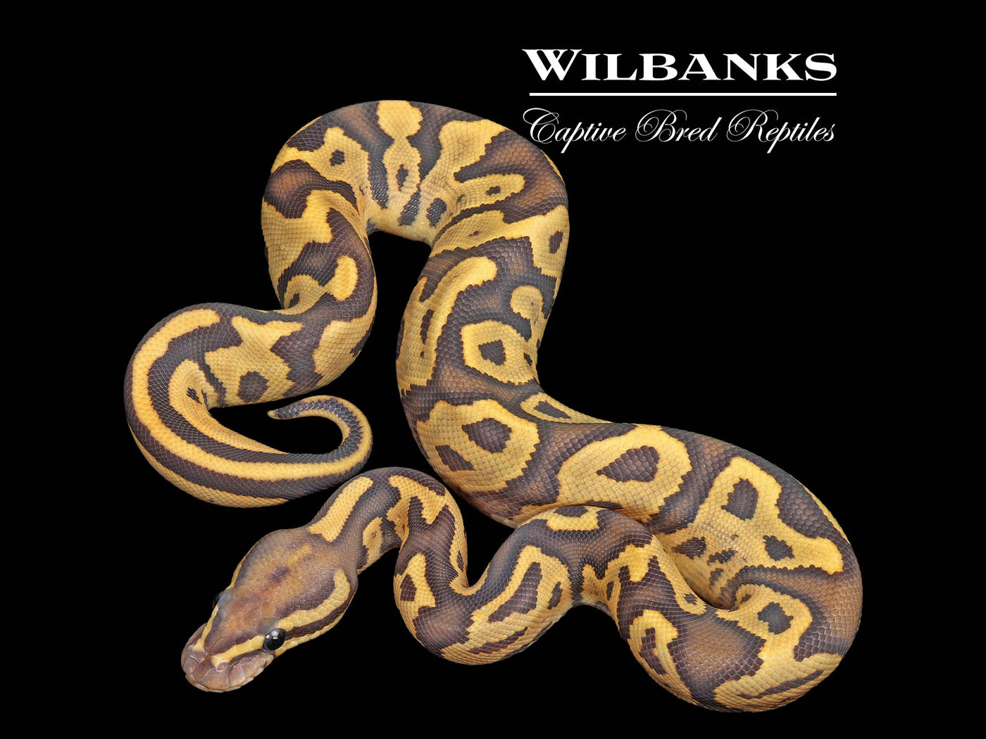 Fire Leopard Orange Crush Ball Python ♀ '25