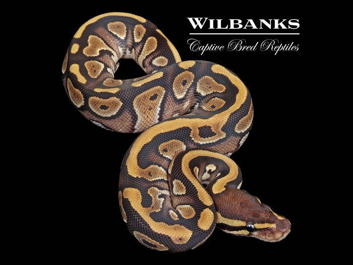 Phantom 100% Het. Pied Ball Python ♀ '26