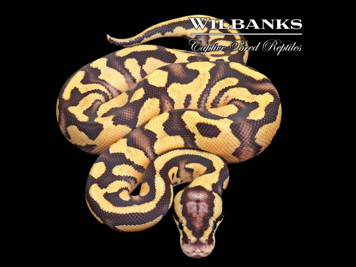 FireFly Ball Python ♂ '26
