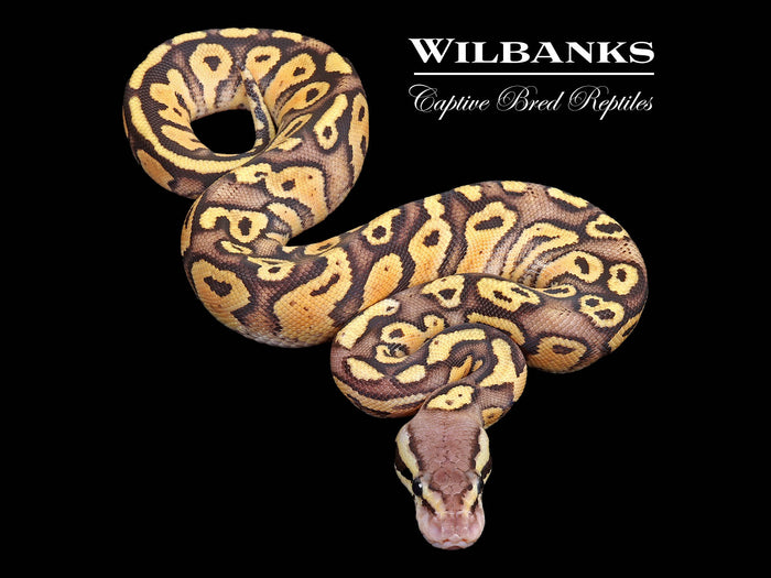 FireFly Ball Python ♀ '26