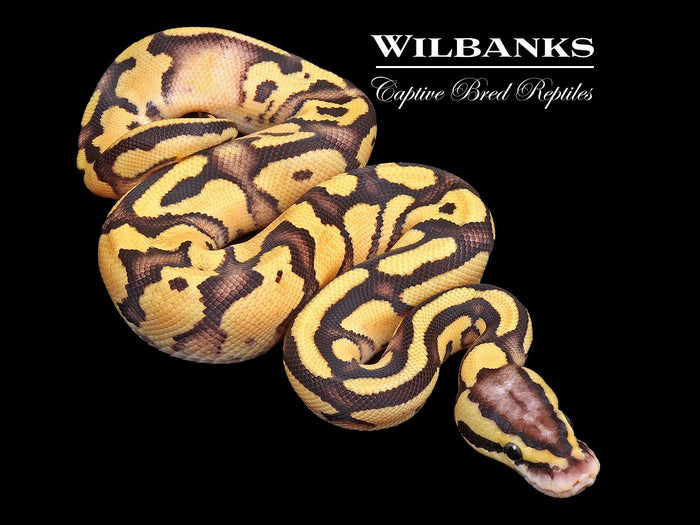 FireFly Ball Python ♀ '26
